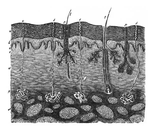 Layers of the human skin - Vintage engraved illustration Vintage engraved illustration - Layers of the human skin arrector pili stock illustrations