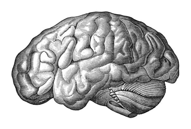 human brain (cerebrum) - vintage engraved illustration isolated on white background - biomedicínská ilustrace stock ilustrace