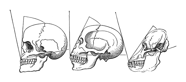Vintage engraved illustration isolated on white background - Human skull and orangutan skull (facial angle)