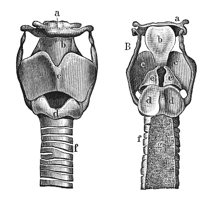 Voice Box Texture Human Larynx Voice Box Vintage Engraved Illustration Isolated On White ...