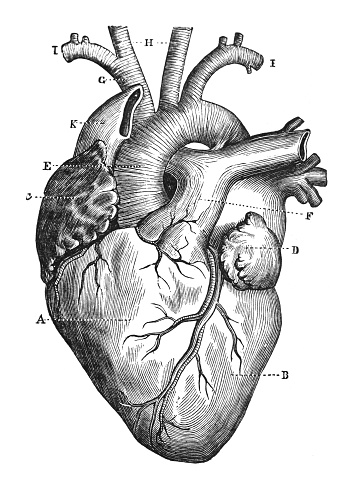 Vintage engraved illustration isolated on white background - Human heart