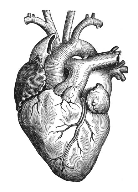 istock Human heart - Vintage engraved illustration isolated on white background 1975167808