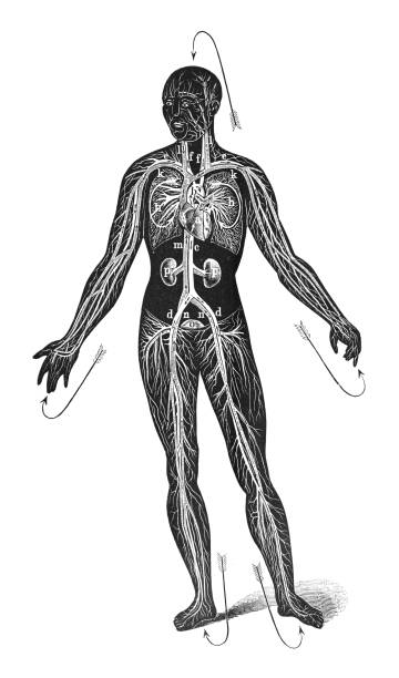 Vintage engraved illustration isolated on white background - Blood circulatory system through the body