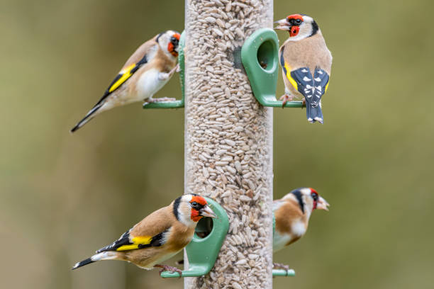 Four Goldfinches Feeding on Sunflower Seed Hearts at Bird Feeder stock photo