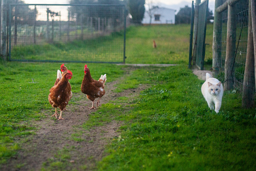 Chickens and a white cat enjoy a lush green pasture, creating a serene and charming rural scene. Perfect for conveying the tranquility of country life.
