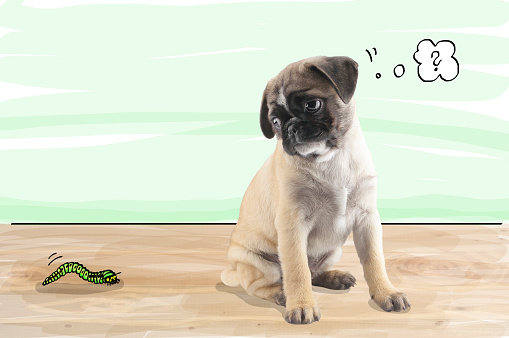 A Baby pug dog in front of an illustrated background. The concept for worming puppies