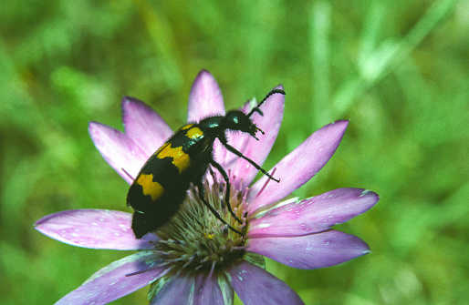 Mylabris pusilla  - a beetle sits on a flower against a background of green leaves