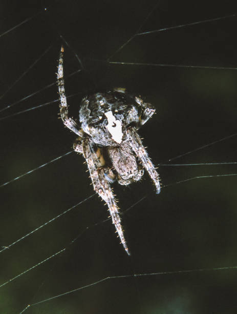 istock Araneus angulatus - spider weaving round webs on a black background 1975174572