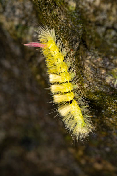 pale tussock moth caterpillar in side view - rups van de meriansborstel stockfoto's en -beelden