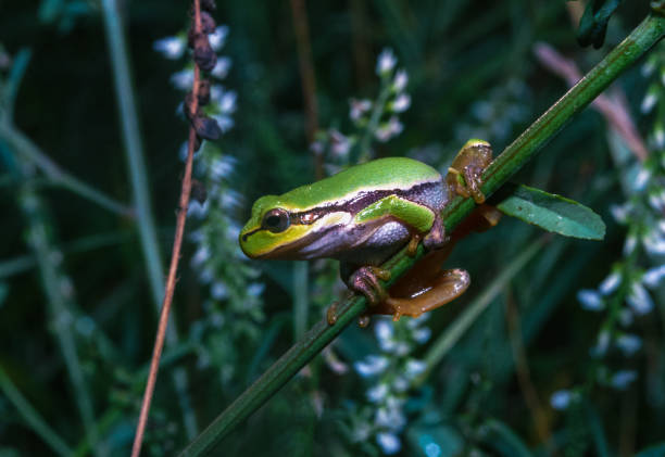 istock European tree frog (Hyla arborea), tree frog on green plants 1975187235