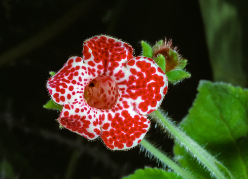 Kohleria sp. - white flower with red spots