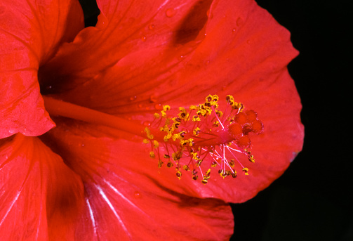 Hibiscus rosa - Red Chinese hibiscus, plant in a flower pot