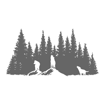 Howling Wolfs with Pine Cedar Spruce Evergreen Fir Conifer Larch Cypress Hemlock Trees Forest for Outdoor Wilderness Adventure Illustration Design Vector