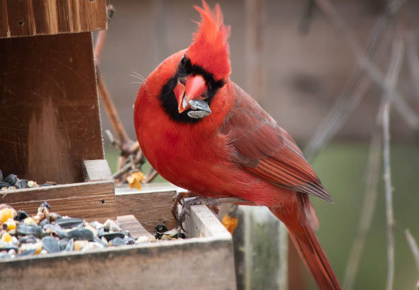 istock A male Northern Cardinal lands on the deck 1975207501