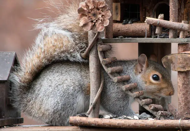 Photo of A gray Squirrel arrives on the deck