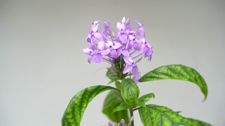 A close-up of a beautiful purple flower with green leaves. The flower has a delicate and a rich