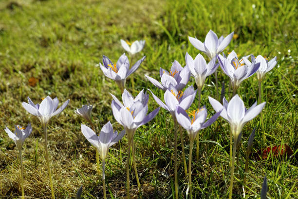crocus speciosus (krokus podzimní) - ocún-jesenní - stock snímky, obrázky a fotky