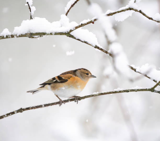 dark eyed junco bird standing on branch