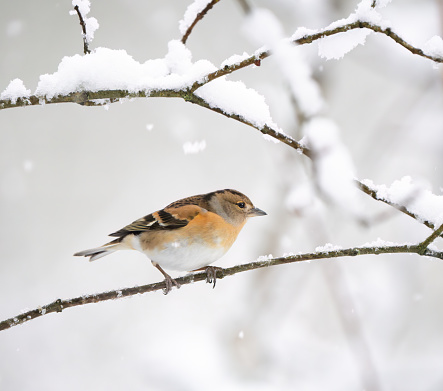 Female Brambling perching on a snow covered branch in my back yard.