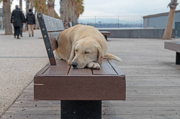 White stray dog sleeping on a wooden bench.