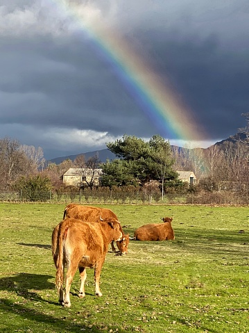 Group of cows on a green pasture with a rainbow in the blue sky