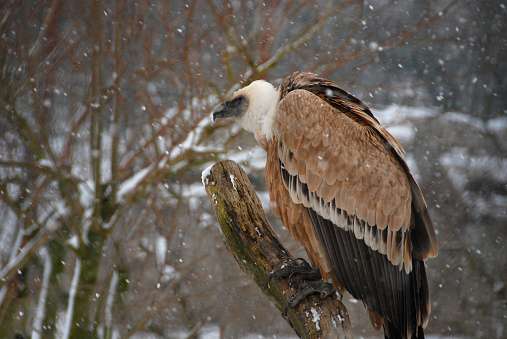 Winter day:  Griffon vulture (Gyps fulvus) on top of a branch in a snowy landscape.