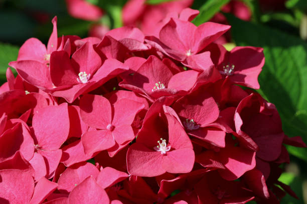 istock Pink mophead Hydrangea flowers in macro close up 1975242729