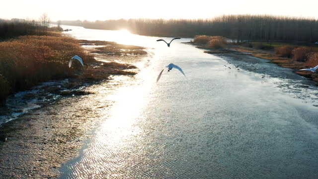 Aerial photography of ecological wetland egret flying