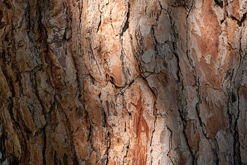 Bark of Pine Tree