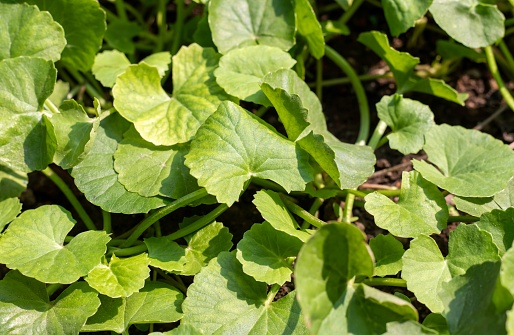 Gotu Kola or Indian Pennywort Plants with Leaves, Also Known as Centella Asiatica, Brahma Manduki or Asiatic Pennywort, Ayurvedic Herbal Medicinal Plant.