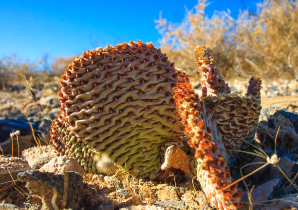 Opuntia engelmannii. Chenille Prickly Pear Cactus, Opuntia aciculata. Mojave Desert Joshua Tree National Park