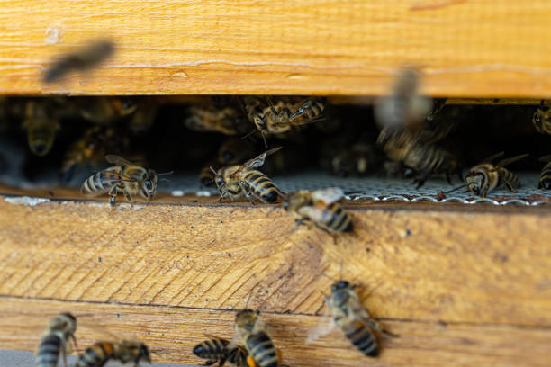 istock Close up of flying bees. 1975258435