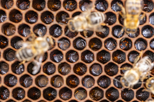 Bee larvae on brood comb. Apiculture concept