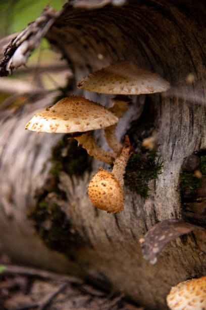 istock honey fungus mushrooms in forest 1975261068