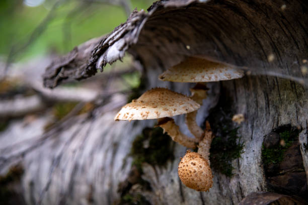istock honey fungus mushrooms in forest 1975261071