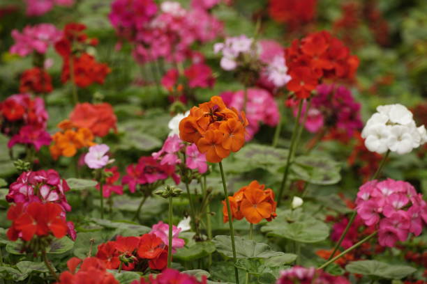 istock Close-up of blooming orange geranium - Pelargonium hortorum 1975265832