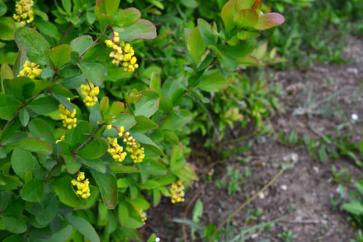 blooming barberry bush with yellow flowers copy space