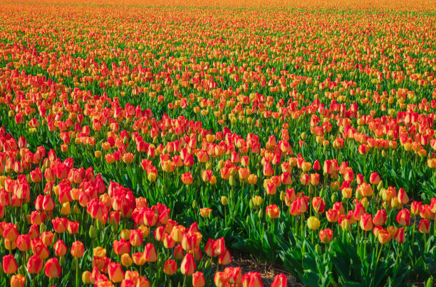 Free Stock Photo of Vibrant Field of Yellow Tulips in the Sun ...
