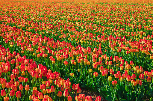 A breathtaking tapestry unfolds as fields in the Netherlands burst into a riot of color with exotic yellow-red tulips gracefully swaying in the April breeze. Nature's masterpiece, where the vibrant blooms and lush green leaves create a mesmerizing background, showcasing the unparalleled beauty of spring in the Dutch countryside