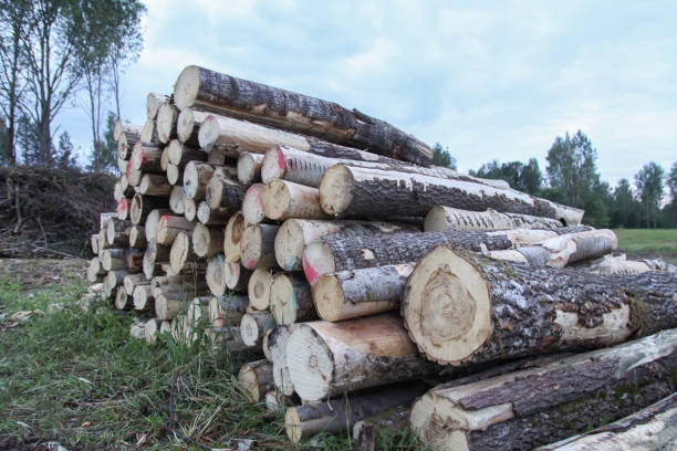 istock Chopped firewood in the countryside. 1975277550