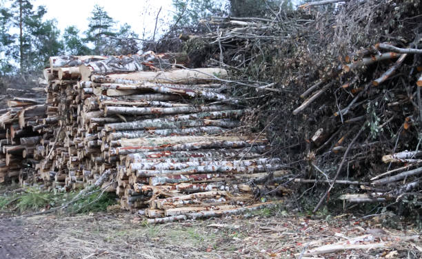 istock Chopped firewood in the countryside. 1975278104