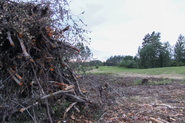 istock Chopped firewood in the countryside. Tree branches. 1975278121