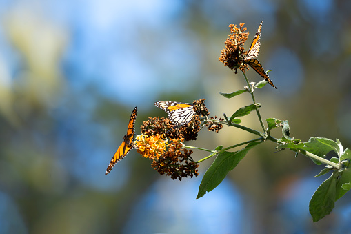 Monarch butterflies feeding on milkweed at Pacific Grove, CA,