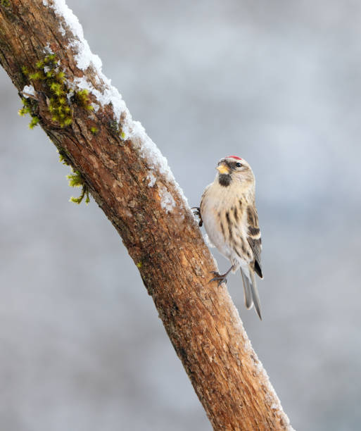 A captivating close-up of a common redpoll perched on a log, set against a vibrant green backdrop.