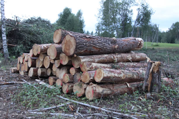 istock Chopped firewood in the countryside. 1975295484