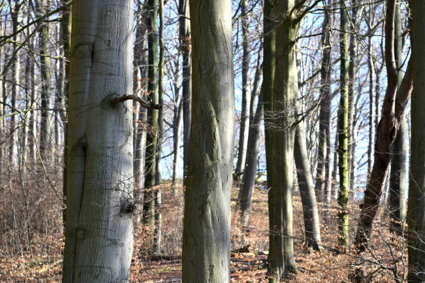 Jasmund National Park primeval forest at spring, Rugen island, Germany