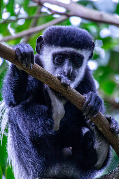 istock Young Mantled Guereza Monkey hanging on to a thin tree branch with all four limbs - Hoima, Uganda 1975310446