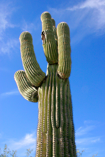 Organ pipe national park, Arizona - large cactus Carnegiea gigantea in desert