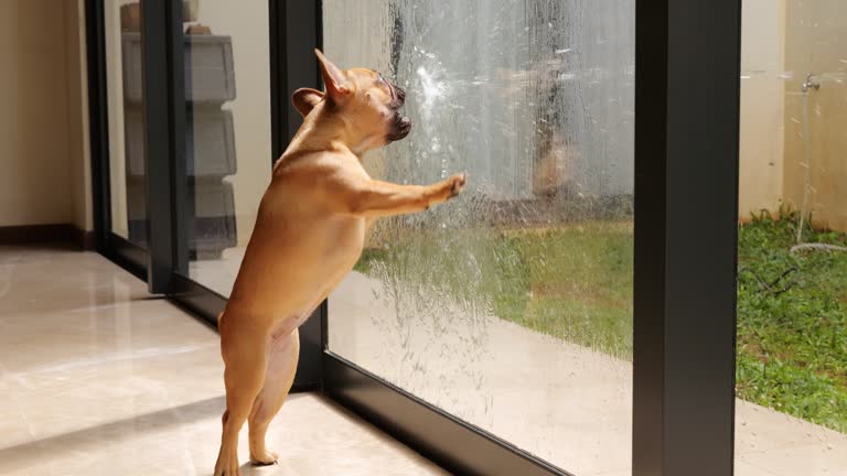 Jet of water splashes on glass, puppy tries to catch it from inside
