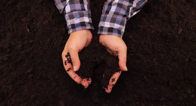 The farmer carefully crushes the fertile black soil in his hands, enjoying its softness. The farmer's hands hold a handful of earth and tear it apart with his fingers. Earth in hands.